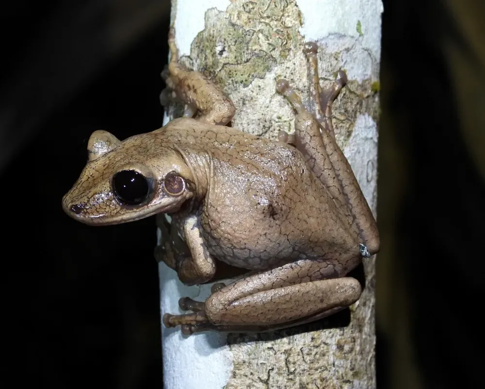 País registra nova espécie no Cerrado em dia marcado por temporais no Sudeste