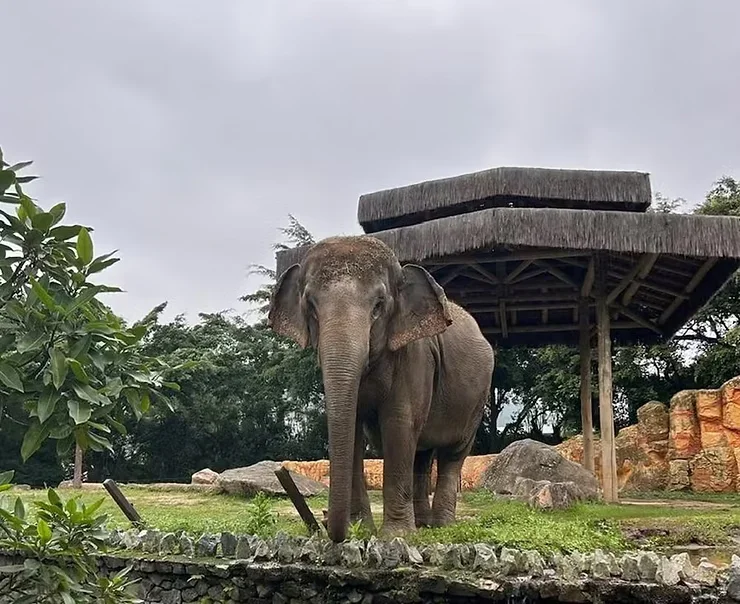 Justiça decide futuro de elefanta após fechamento de zoológico no Beto Carrero World