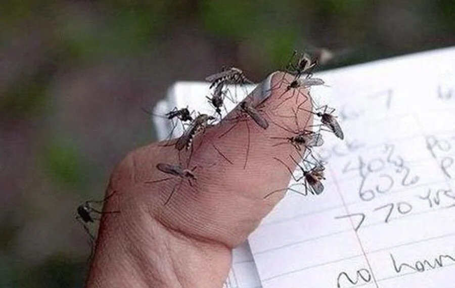 Dengue em alta no Amazonas: 222 casos confirmados lideram arboviroses no início de 2026