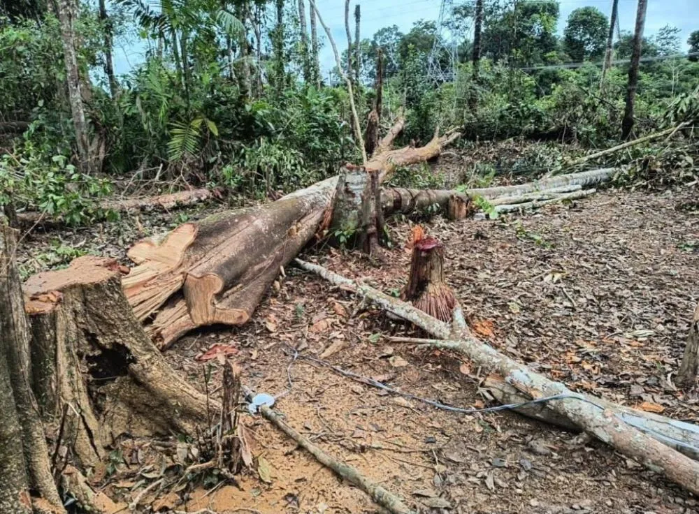 Invasões de terra na AM-010: polícia prepara operação para conter ocupações irregulares em áreas de preservação
