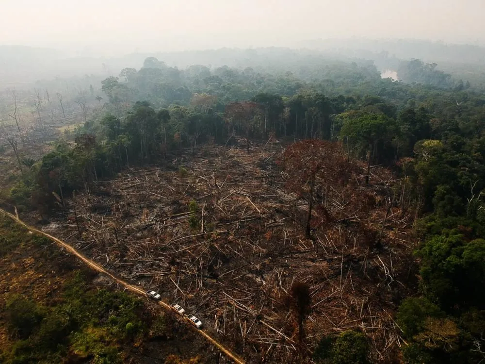 Desmatamento na Amazônia pode gerar novas doenças zoonóticas e afetar saúde global