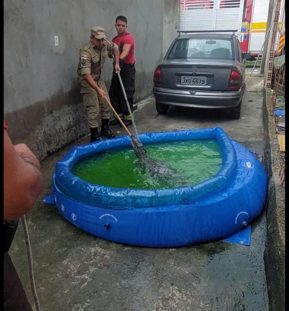 Jacaré é encontrado em piscina infantil no bairro São José
