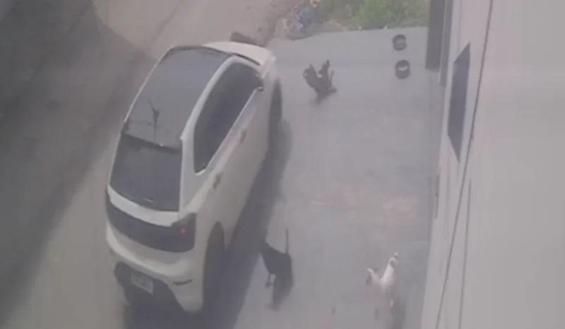 Motorista que atropelou cães é detido ao tentar fugir de Manaus