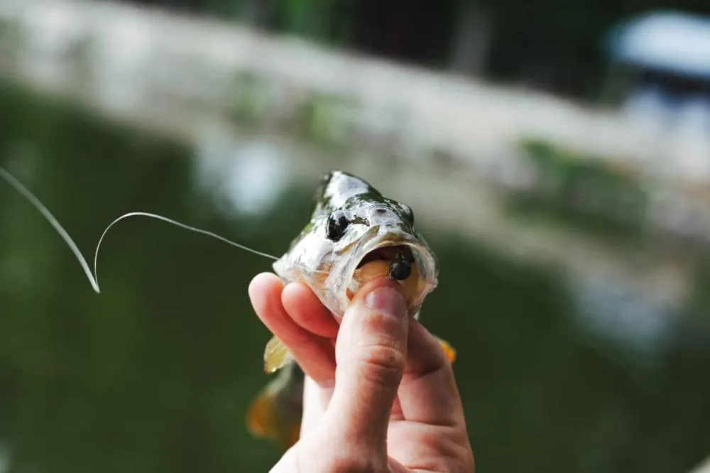 Pesca predatória ameaça indígenas e vira alvo de investigação no AM0,10