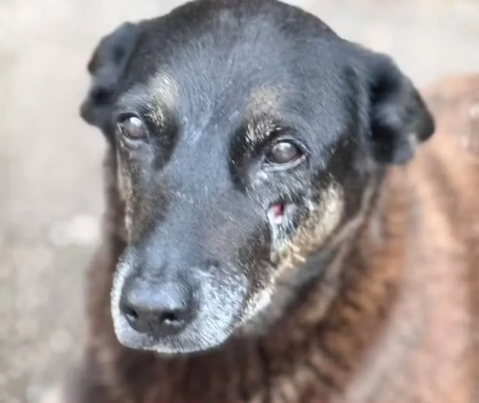 MP pede arquivamento do caso do cachorro Orelha em SC