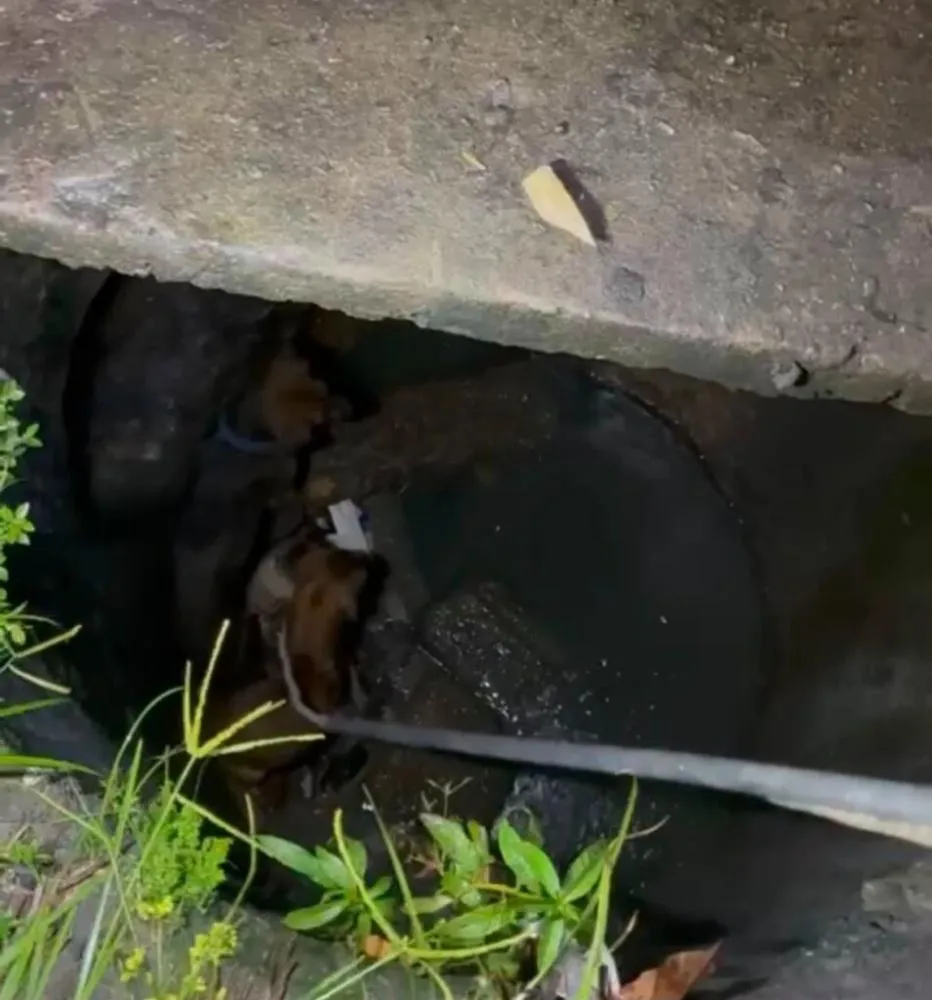 Cachorros caem em bueiro e são resgatados pelo Corpo de Bombeiros em Manaus