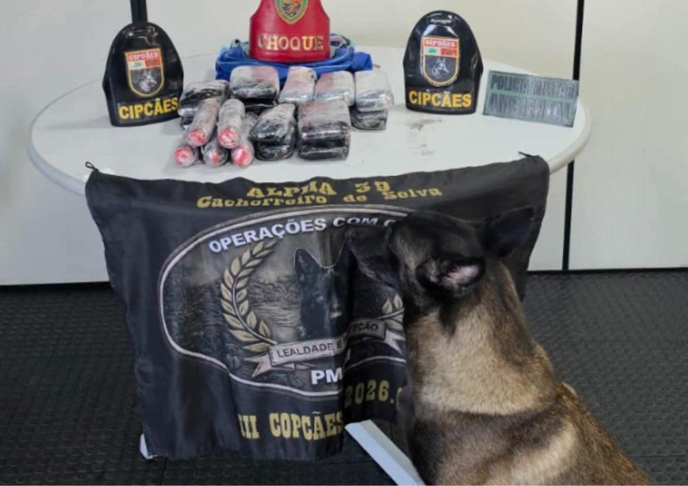 Cadela fareja mais de 15 kg de cocaína em embarcações no Amazonas