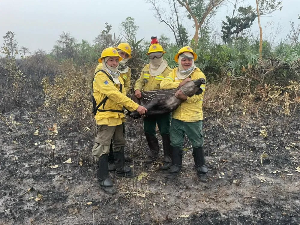 Governo Federal anuncia reforços no combate aos incêndios florestais