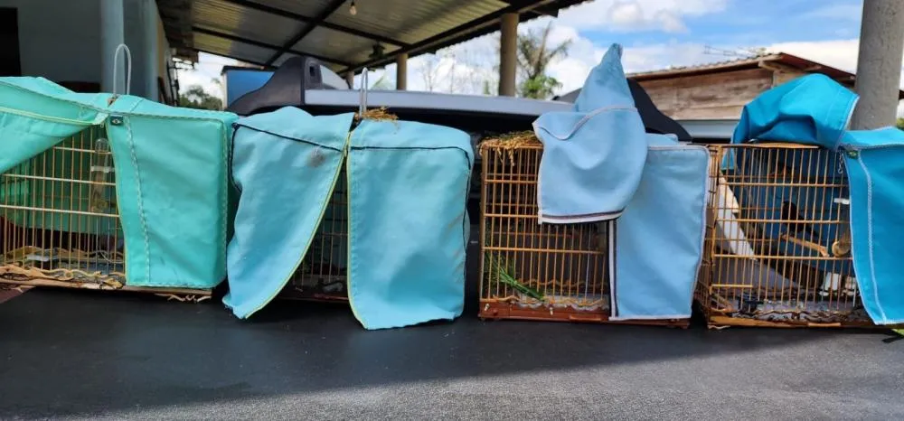 Ipaam e Batalhão Ambiental da PM autuam três pessoas por passarinhar ilegalmente em Iranduba