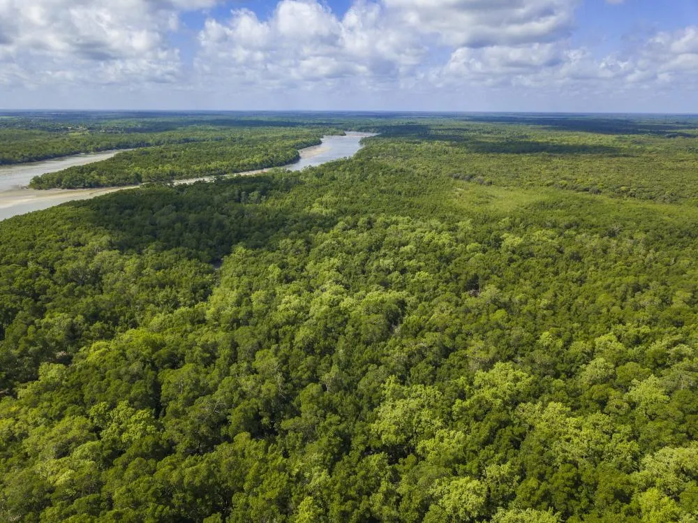 População receberá muda de plantas no Dia Mundial do Meio Ambiente