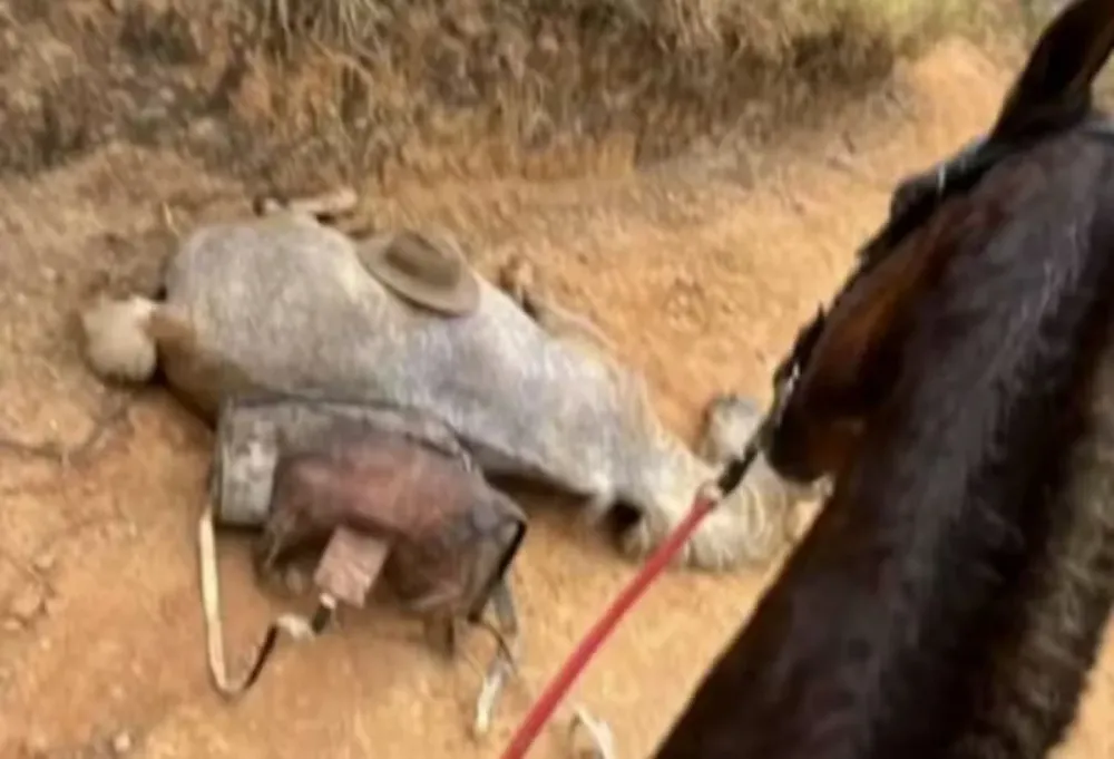Homem corta patas de cavalo com facão em Bananal (SP) e gera revolta nacional