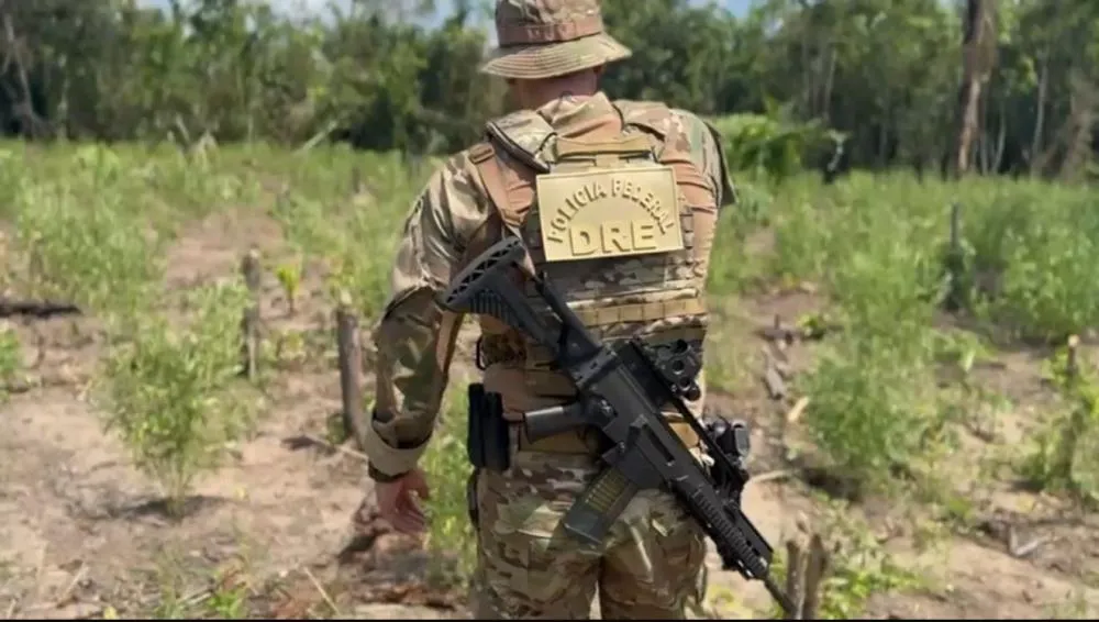 Polícia Federal erradica 8 mil pés de maconha em operação no interior do Amazonas