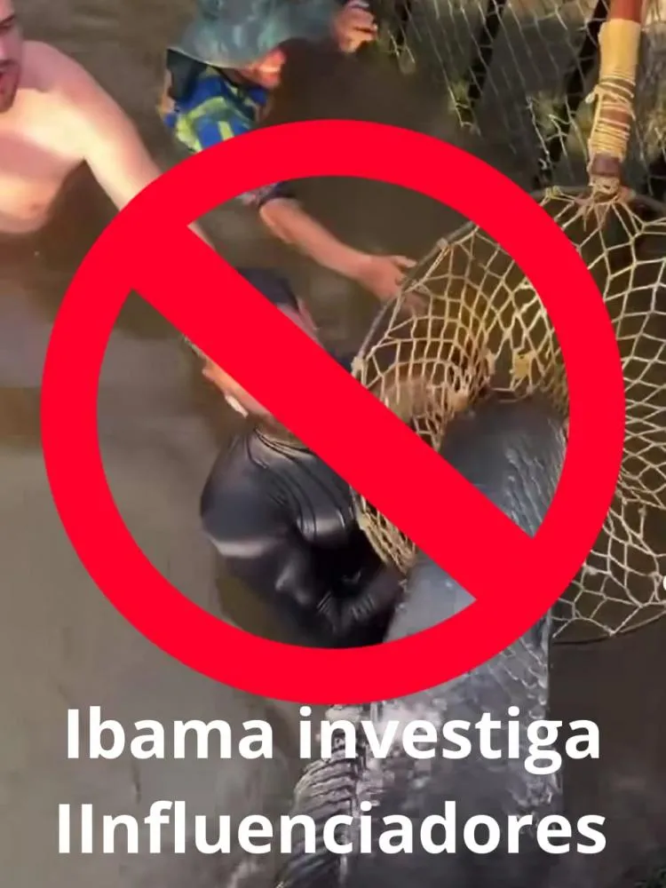 NADO COM PIRARUCUS PODE CARACTERIZAR MAUS-TRATOS, APURA IBAMA.