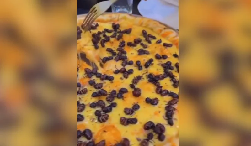 Pizza de tanajura em Garanhuns viraliza e divide opiniões