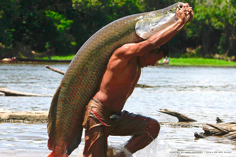 Amazônia aposta no DNA das espécies para acelerar a bioeconomia — pirarucu é vitrine do avanço científico