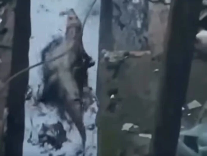 Jacaré surpreende moradores ao surgir em vala de esgoto em Itaituba